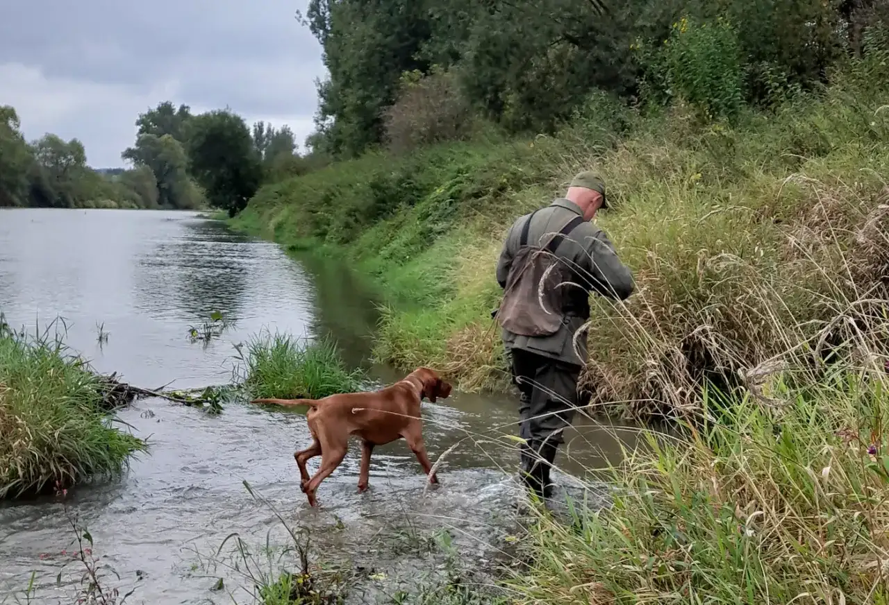 Myśliwy z psem wchodzi do rzeki. Czy myśliwy może polować sam z psem? Tak, ten obraz pokazuje, że jest to możliwe.