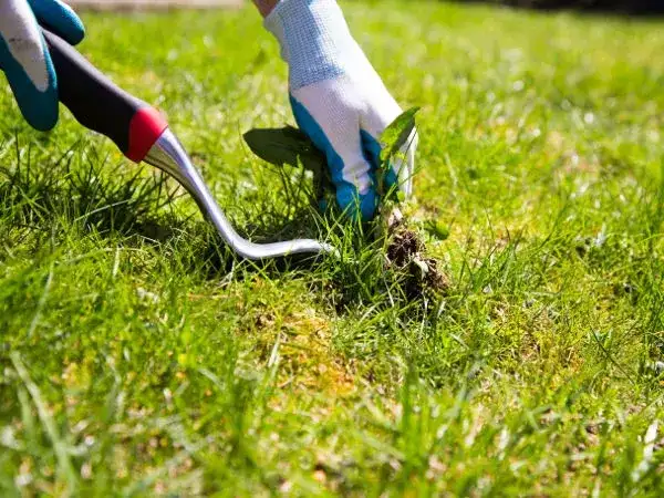 Chwastnica w trawniku? Skuteczny poradnik krok po kroku!