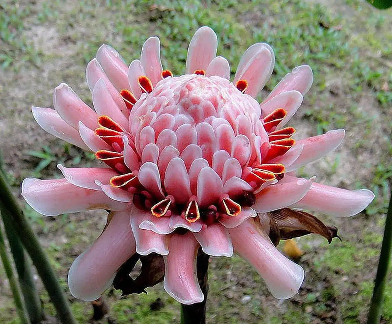 Jak kwitnie imbir - poznaj sekrety udanego kwitnienia tej rośliny