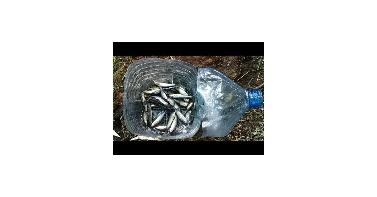 Jak zrobić pułapkę na ryby - proste sposoby na skuteczne łowienie