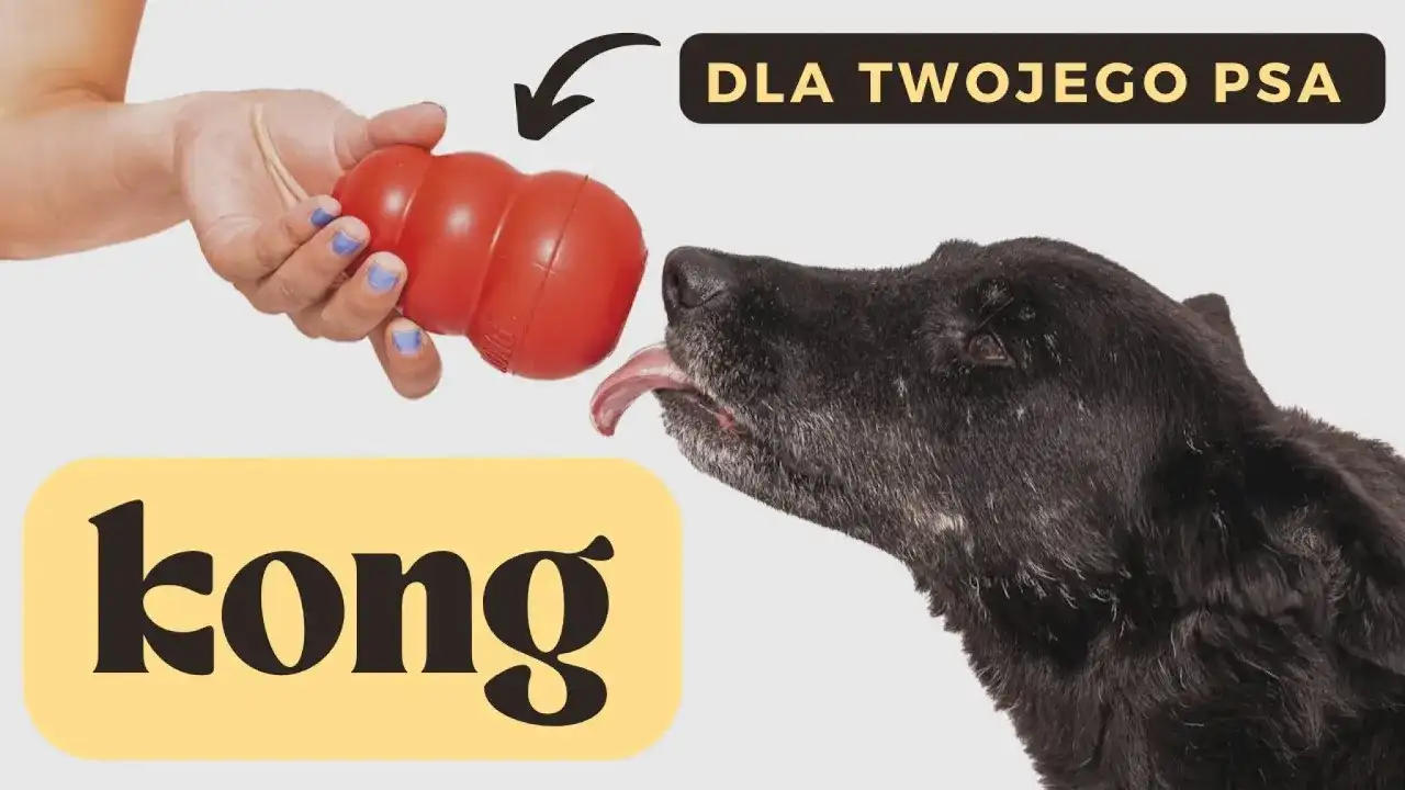 KONG dla psa: Jak w pełni wykorzystać potencjał? Poradnik eksperta