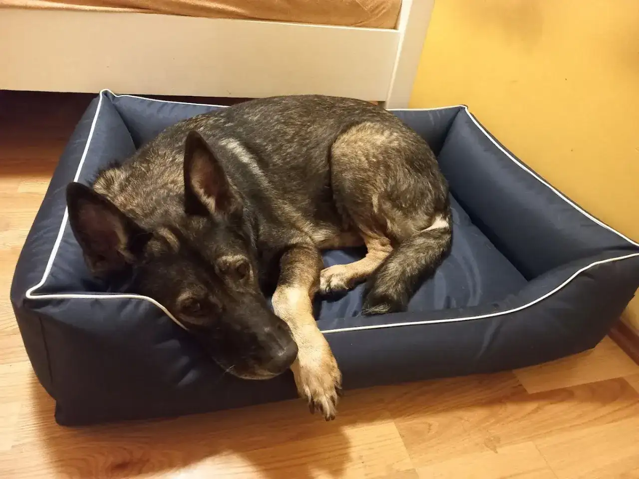 Gdzie w domu najlepiej umieścić legowisko dla psa? Praktyczne wskazówki dla właścicieli czworonogów