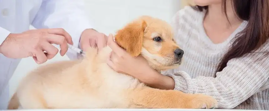 Kiedy szczepić na wściekliznę szczeniaka? Poznaj ważne terminy i zasady