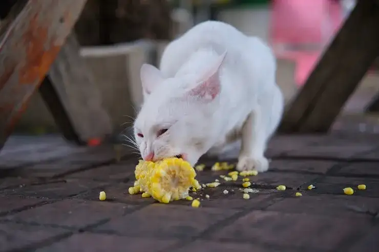 Kukurydza dla kota: Czy jest bezpieczna? Ekspert radzi!