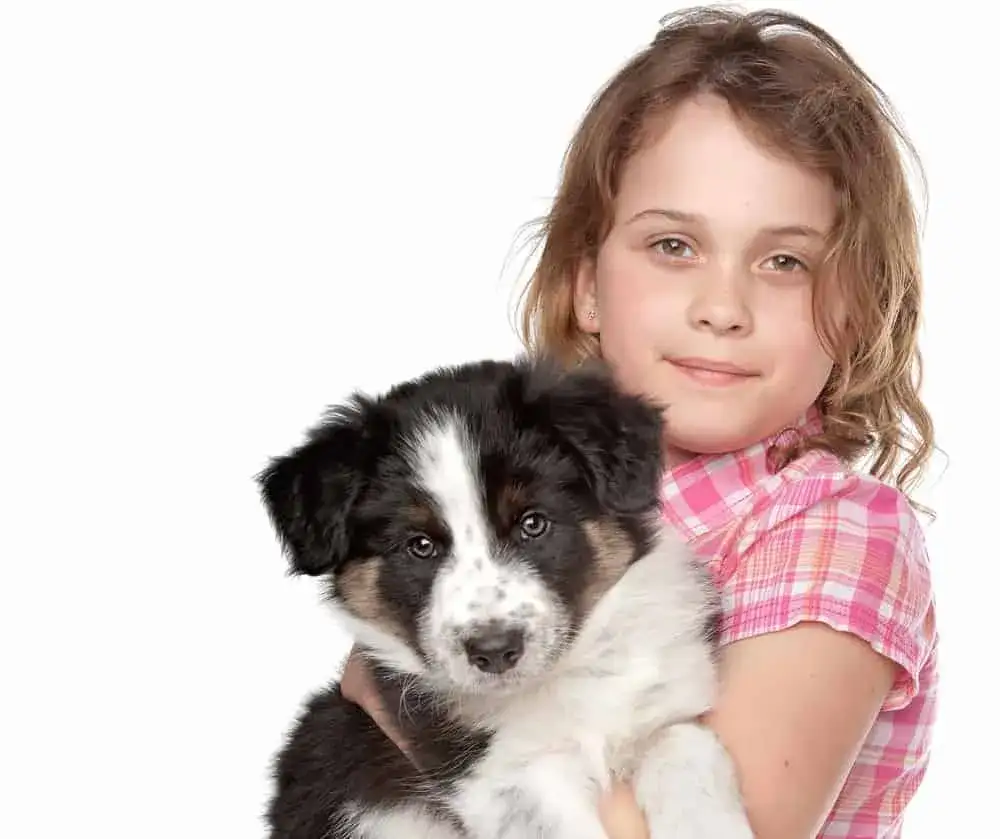 Ile kosztuje border collie z hodowli? Ceny, które mogą zaskoczyć