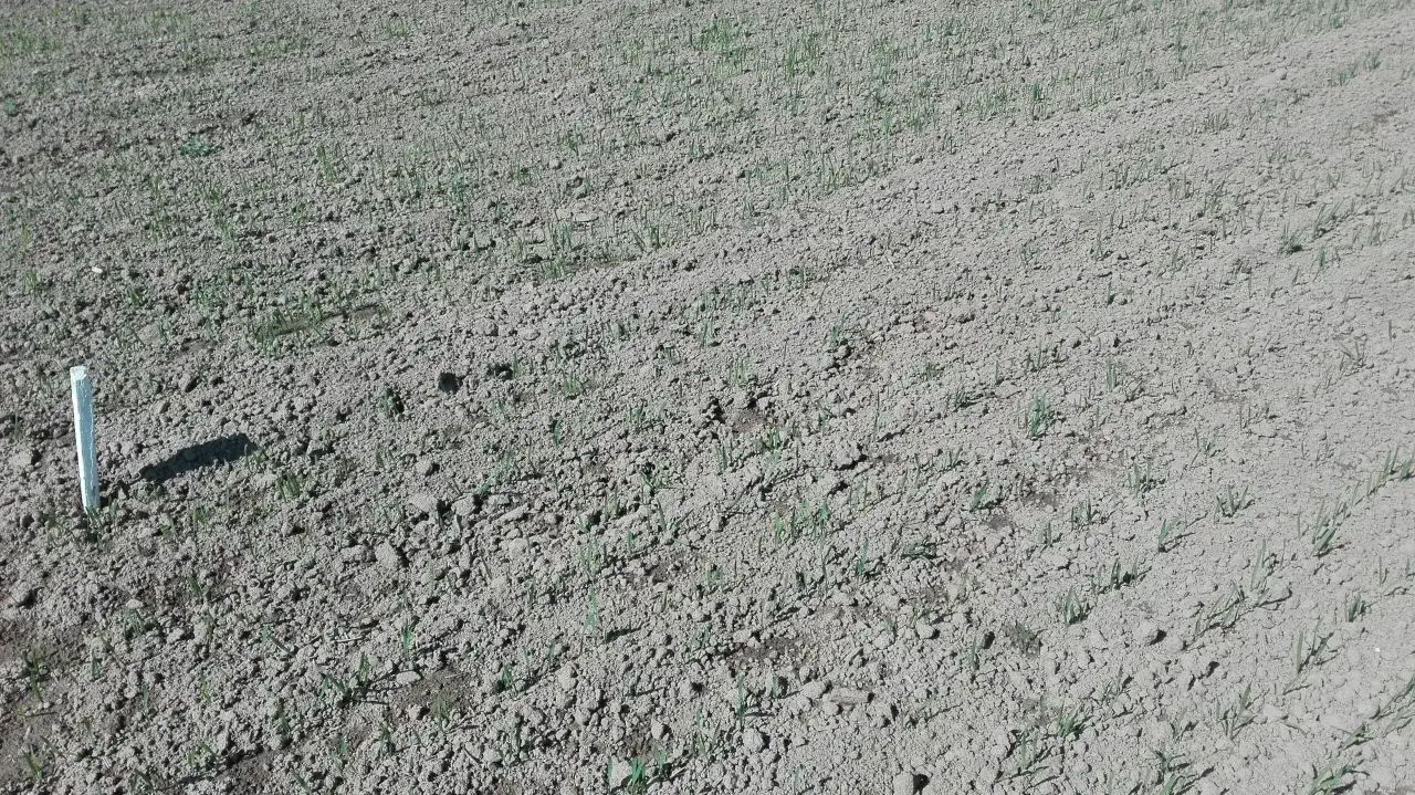 Jaki nawóz pod siew pszenicy jarej, aby uniknąć problemów z plonami?