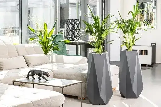 Jaki duży kwiat do salonu? Oto rośliny, które zachwycą Twoje wnętrze