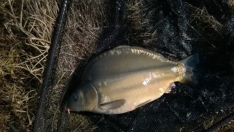 Kiedy zaczyna się sezon na ryby w Polsce? Nie przegap najlepszych dat!