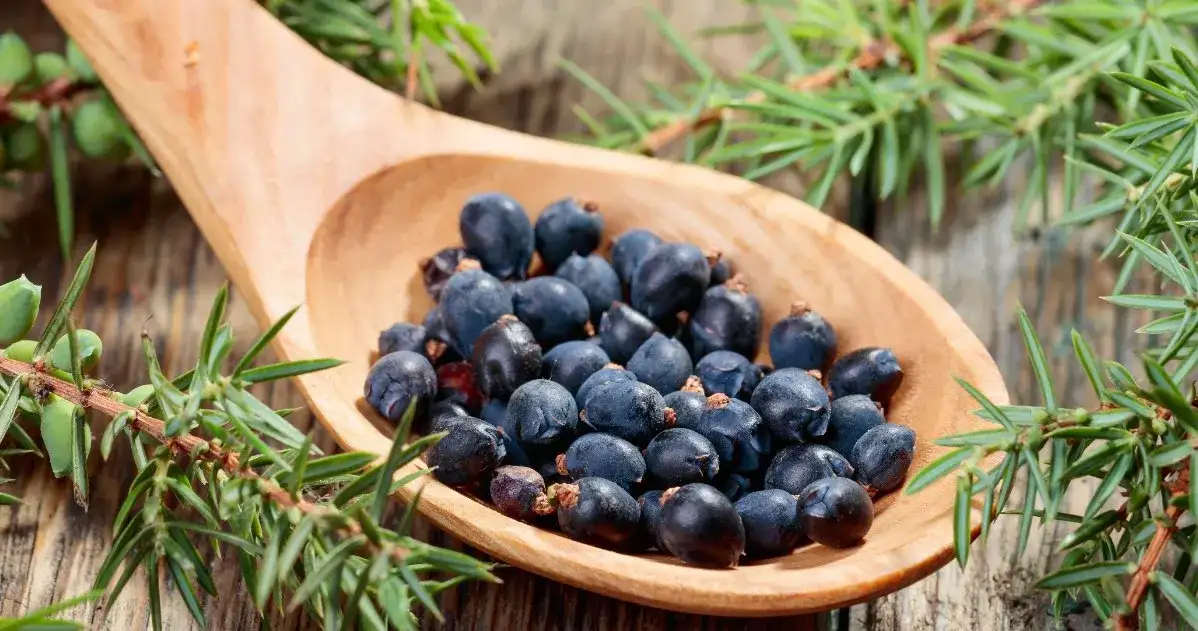 Jałowiec napój – poznaj jego zdrowotne właściwości i smaki