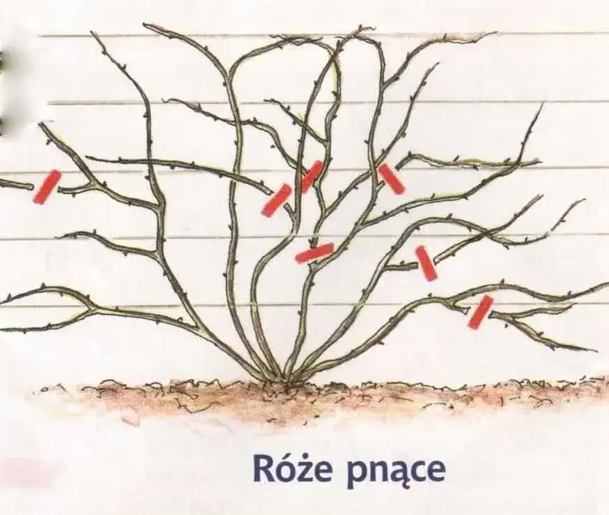Róże pnące: cięcie Climberów i Ramblerów kiedy i jak przycinać?
