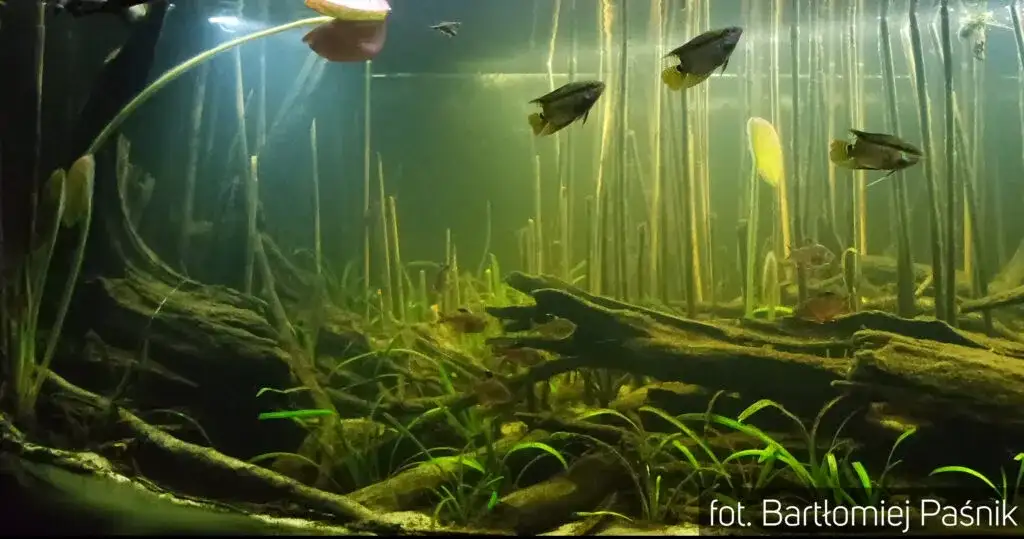 Jak długo dojrzewa akwarium? Kompleksowy proces krok po kroku