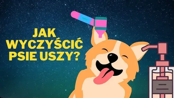 Jak prawidłowo czyścić uszy psu? 5 skutecznych metod