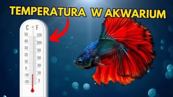 Skalar jaka temperatura wody - uniknij błędów w hodowli ryb