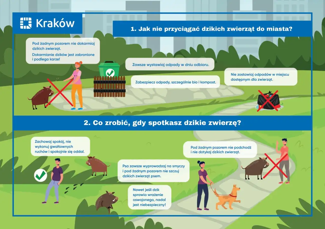 Kraków: nie dokarmiaj dzików, zabezpieczaj śmieci. Gdy spotkasz dzika, zachowaj spokój. Parytet co to znaczy? Równość w traktowaniu ludzi i zwierząt.