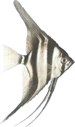 Jak rozpoznać płeć skalara - proste sposoby na odróżnienie samca od samicy