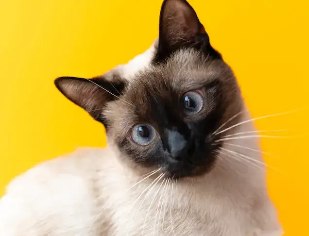 Jak nauczyć kota chodzić na smyczy?