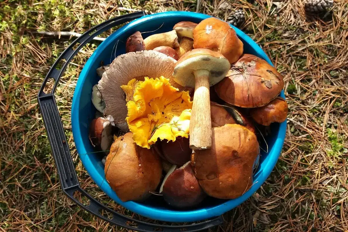 Szczecin: Gdzie na grzyby? Sprawdzone miejscówki i porady eksperta