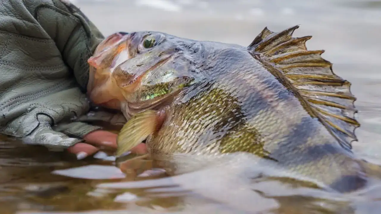 Jakie ryby można łowić na spinning? Odkryj najlepsze gatunki i techniki
