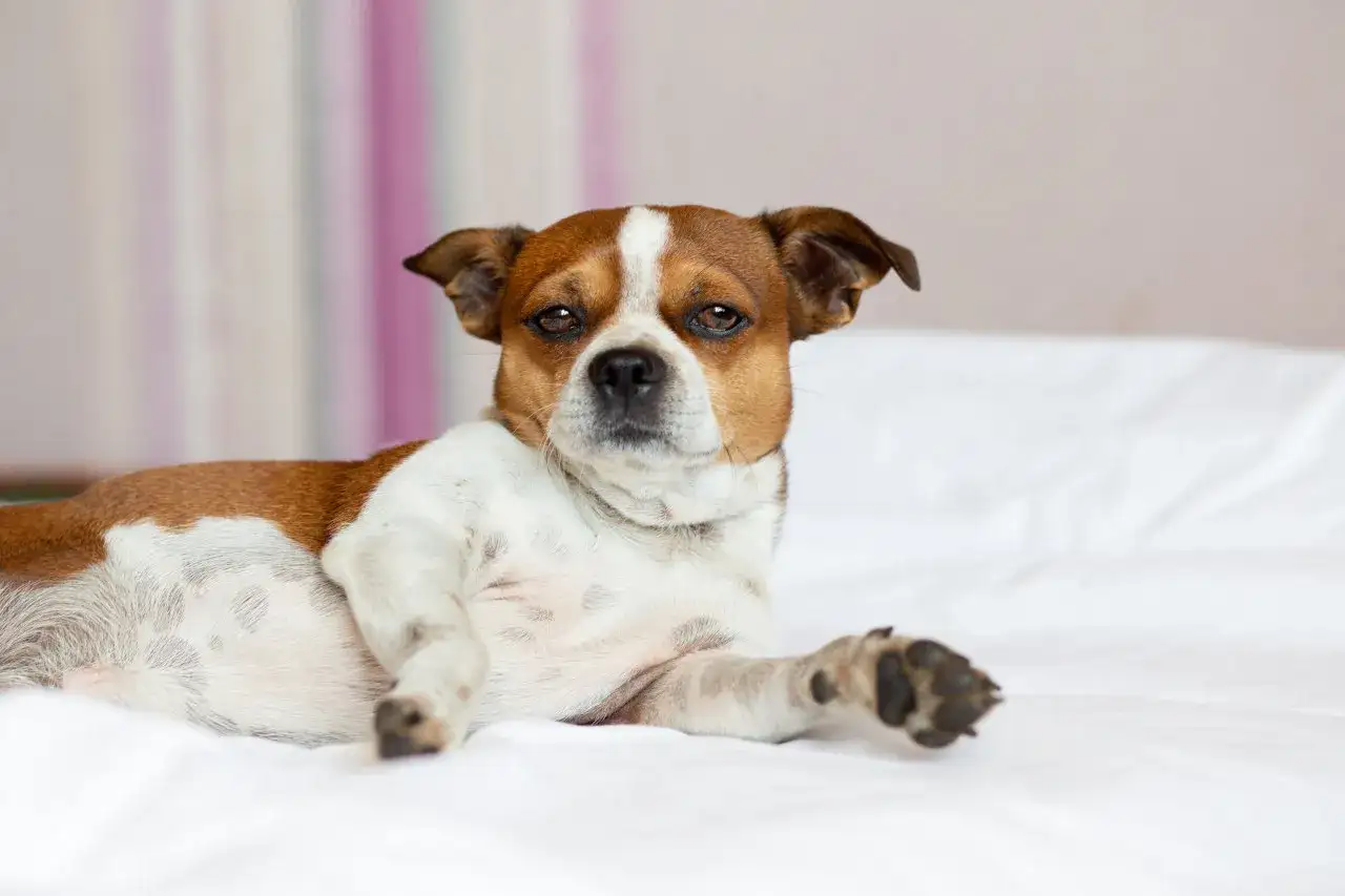 Jak uszyć legowisko dla psa? Kompletny poradnik DIY!