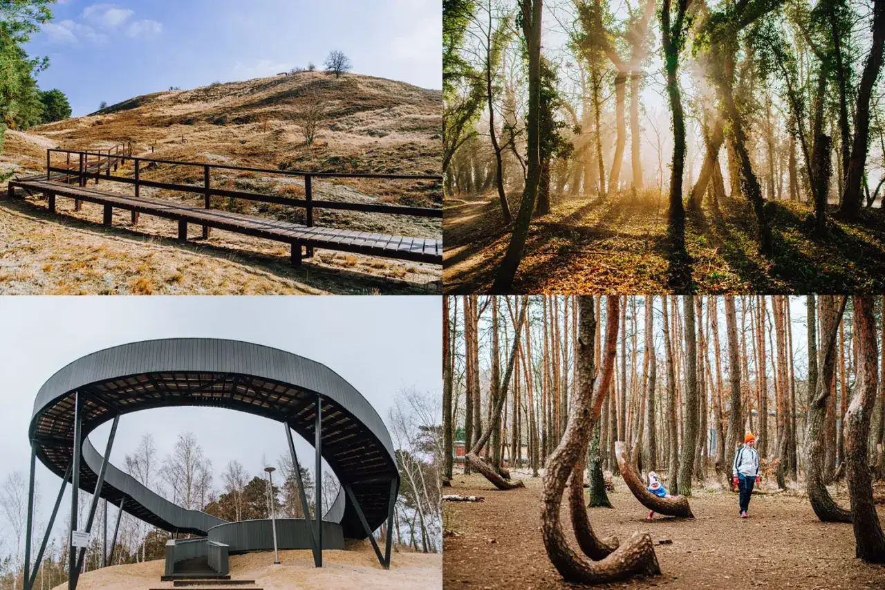 Kolaż zdjęć: ścieżka na wzgórzu, las w słońcu, platforma widokowa, Krzywy Las.