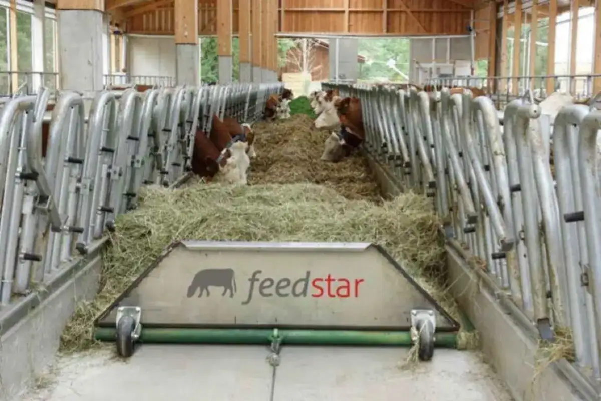 Hodowla byków czy się opłaca? Sprawdź, co musisz wiedzieć o zyskach