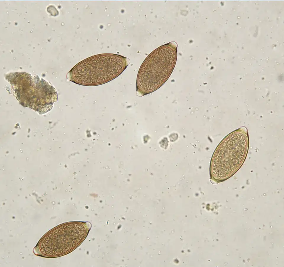 Białe kropki w kale psa: przyczyny i skuteczne metody leczenia