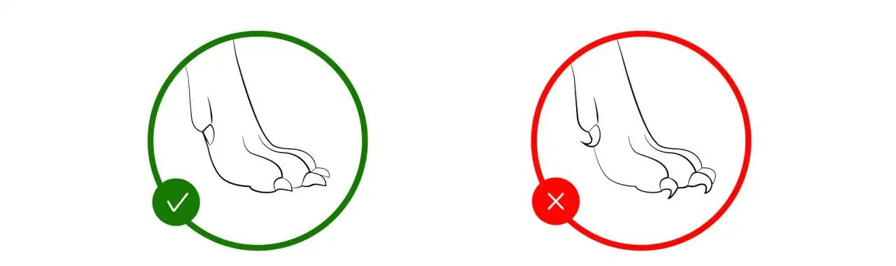 Jak obcinać psu pazury: Sprawdzone metody i techniki