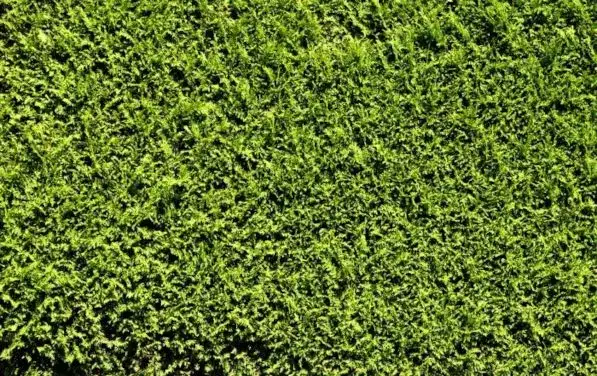 Alternatywy dla tui: 10 roślin na żywopłot, które pokochasz!