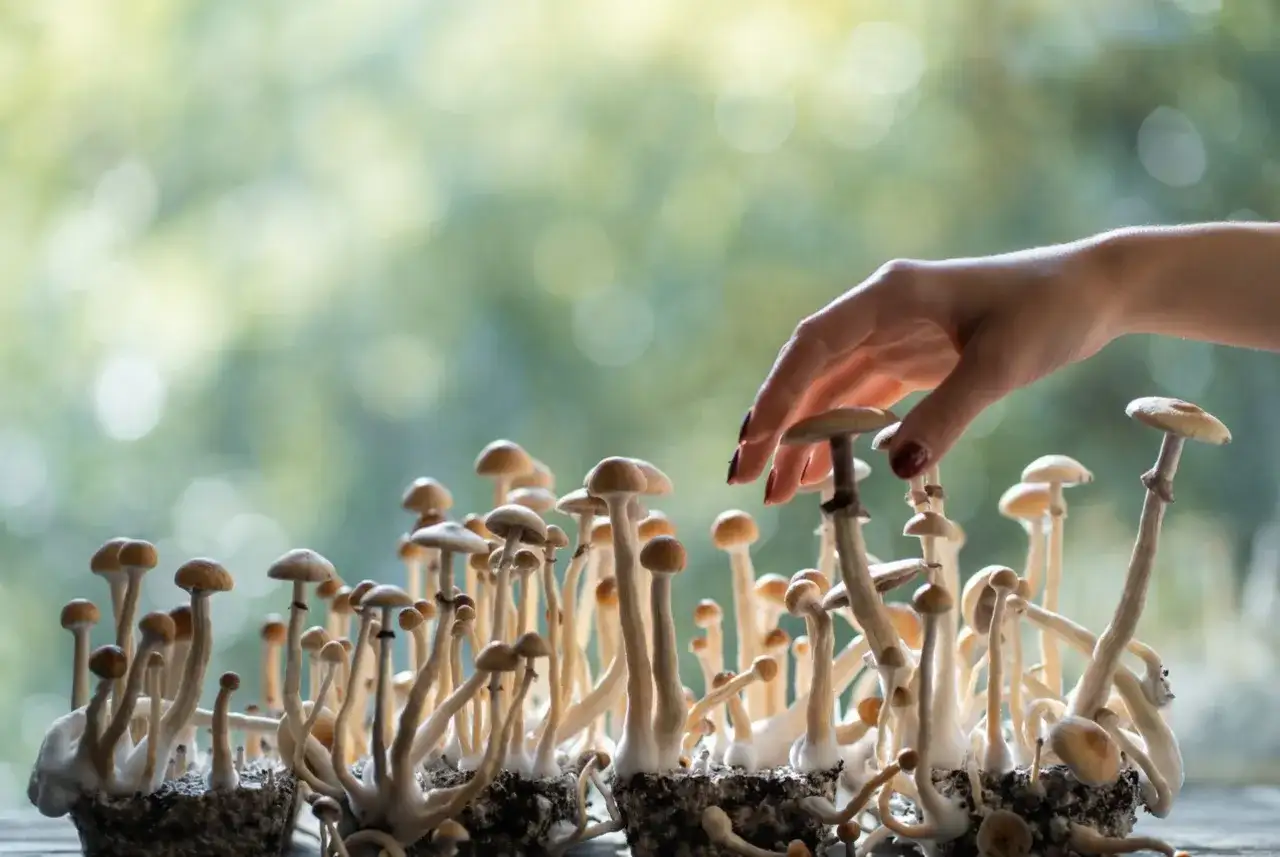 Dłoń dotyka grupy małych, jasnych grzybów rosnących na podłożu.