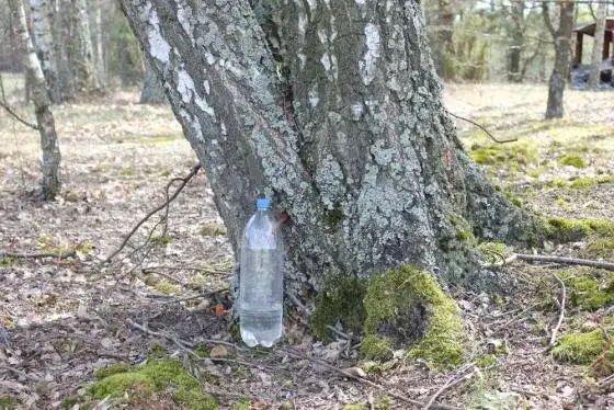 Oskoła: Płynne złoto lasu? Poznaj sok z brzozy i jego moc!
