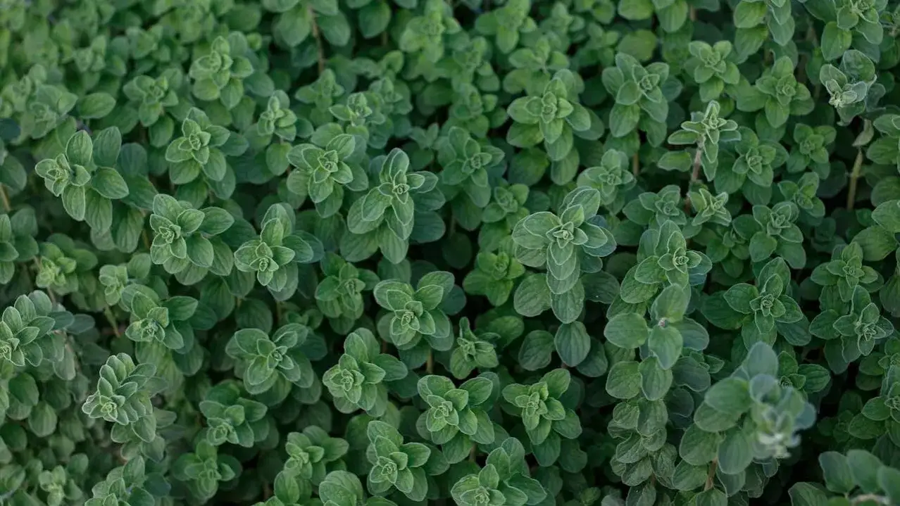 Świeże oregano do czego pasuje – odkryj jego niezwykłe zastosowania w kuchni