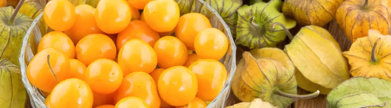 Jak uprawiać physalis: proste techniki, by uniknąć problemów w ogrodzie