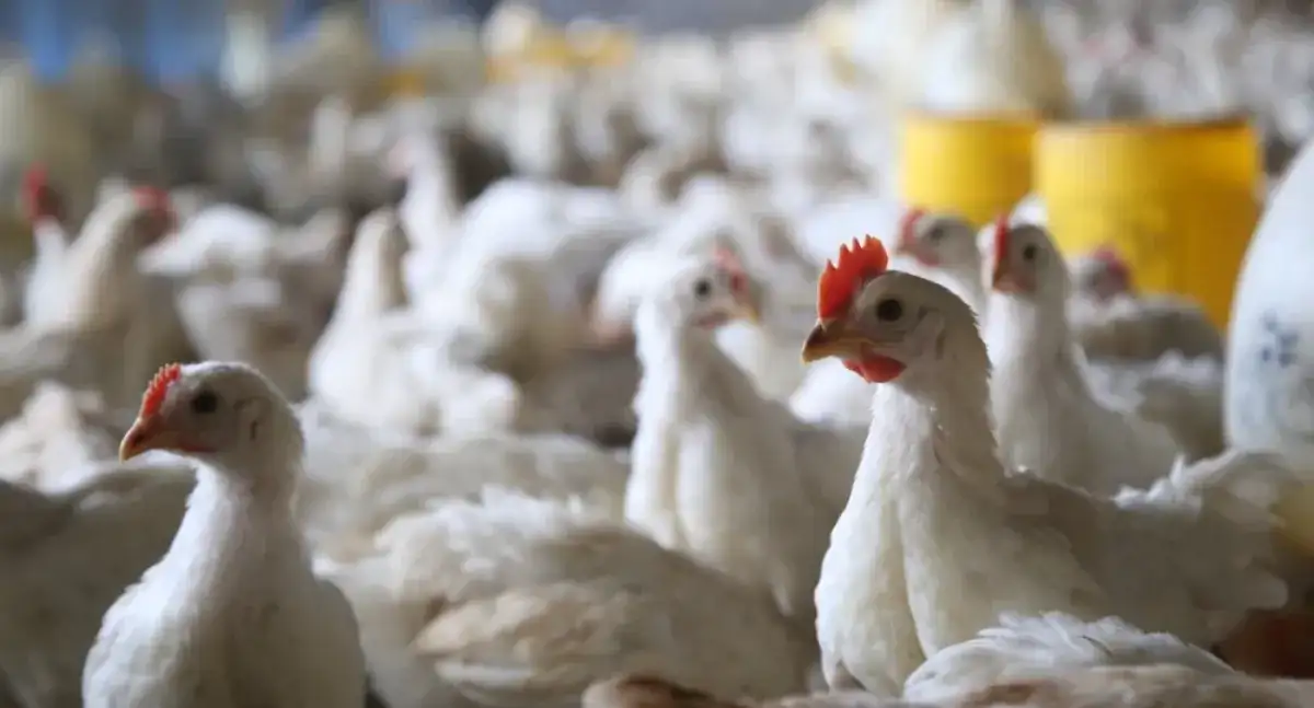 Skuteczny koncentrat drobiowy: jak poprawić dietę broilerów