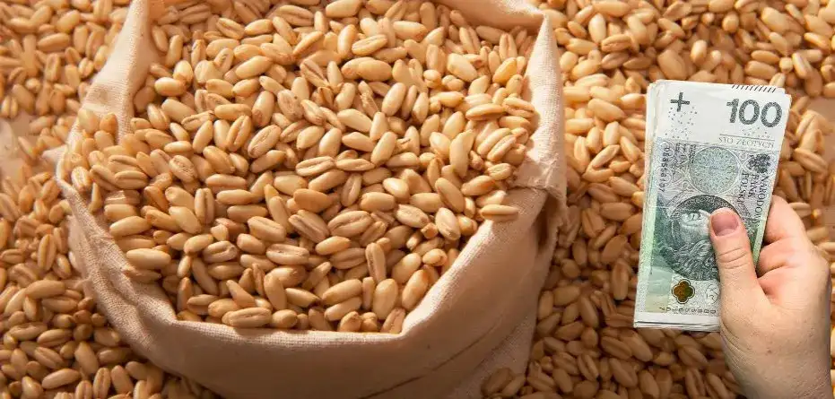 Do kiedy składać wnioski o dopłaty do materiału siewnego, aby nie przegapić szansy?