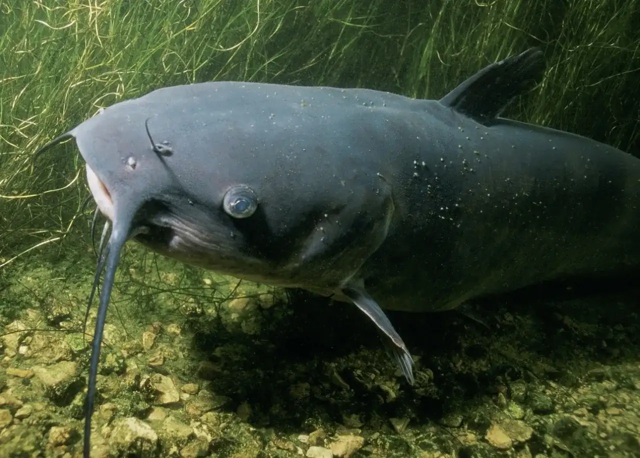 Na co złapać suma z gruntu – skuteczne przynęty i techniki łowienia