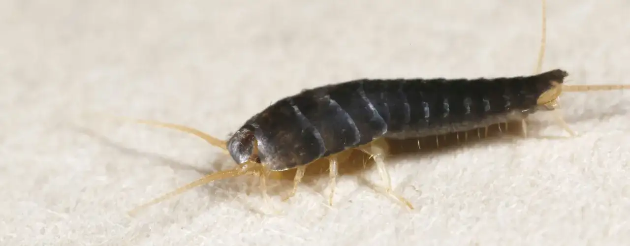 Czym się żywi rybik cukrowy i jak uniknąć infestacji w domu