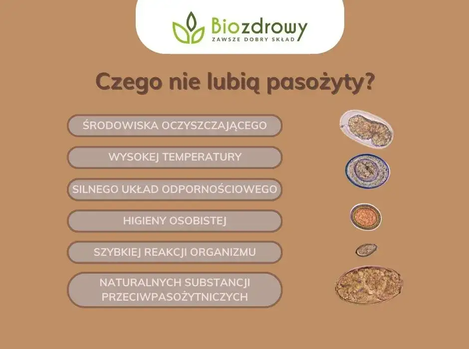 Skuteczne metody odrobaczania: co na odrobaczanie organizmu?