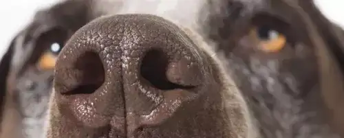 Głośne oddychanie przez nos u psa: Przyczyny i skuteczne metody leczenia