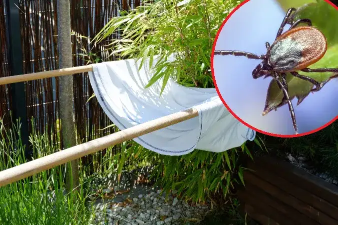 Jak pozbyć się kleszczy z ogrodu? Skuteczne metody i porady