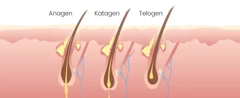 Czy rzęsy odrastają? Poznaj cykl i sposoby na szybki odrost!