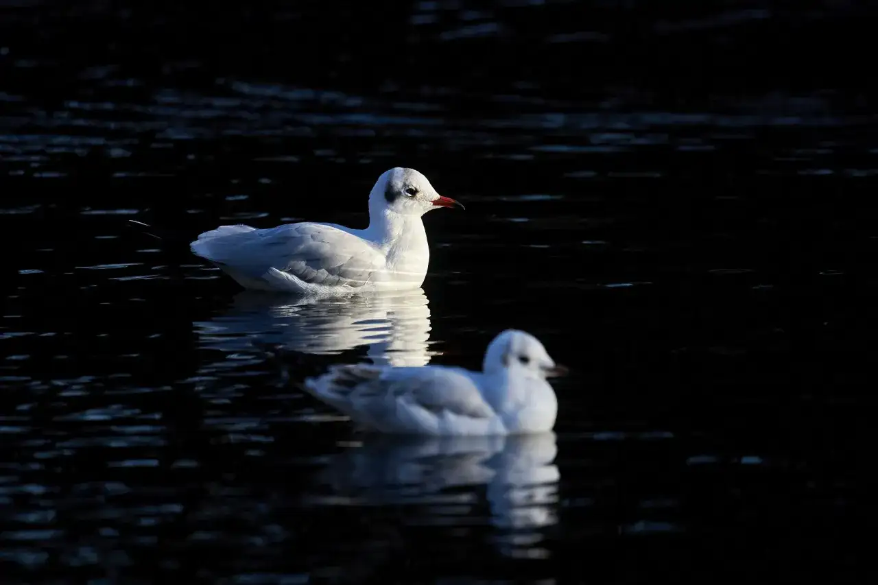 Dwie mewy na ciemnej wodzie. Jedna z nich jest wyraźna, druga lekko rozmyta. Piękna fotografia ptaków.