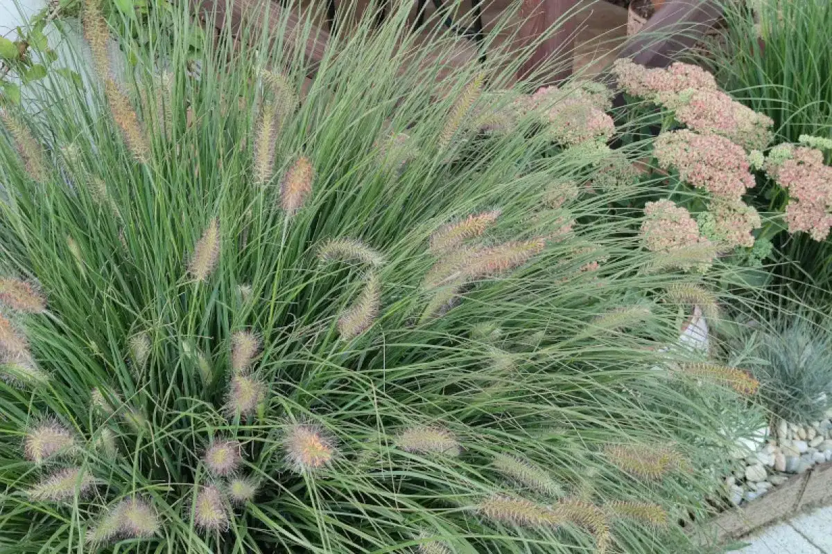 Rozplenica japońska kiedy kwitnie - poznaj tajemnice kwitnienia