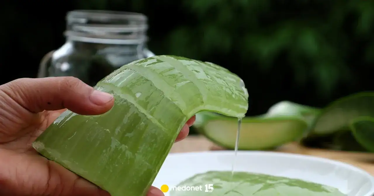 Prawdziwy sok z aloesu: Jak go wybrać i nie dać się oszukać?