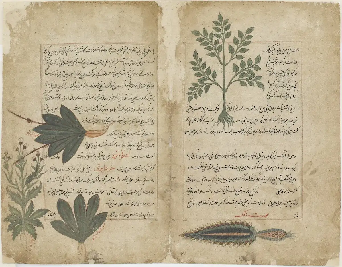 Państwo na Półwyspie Arabskim jako roślina zielna: ich tajemnice i znaczenie