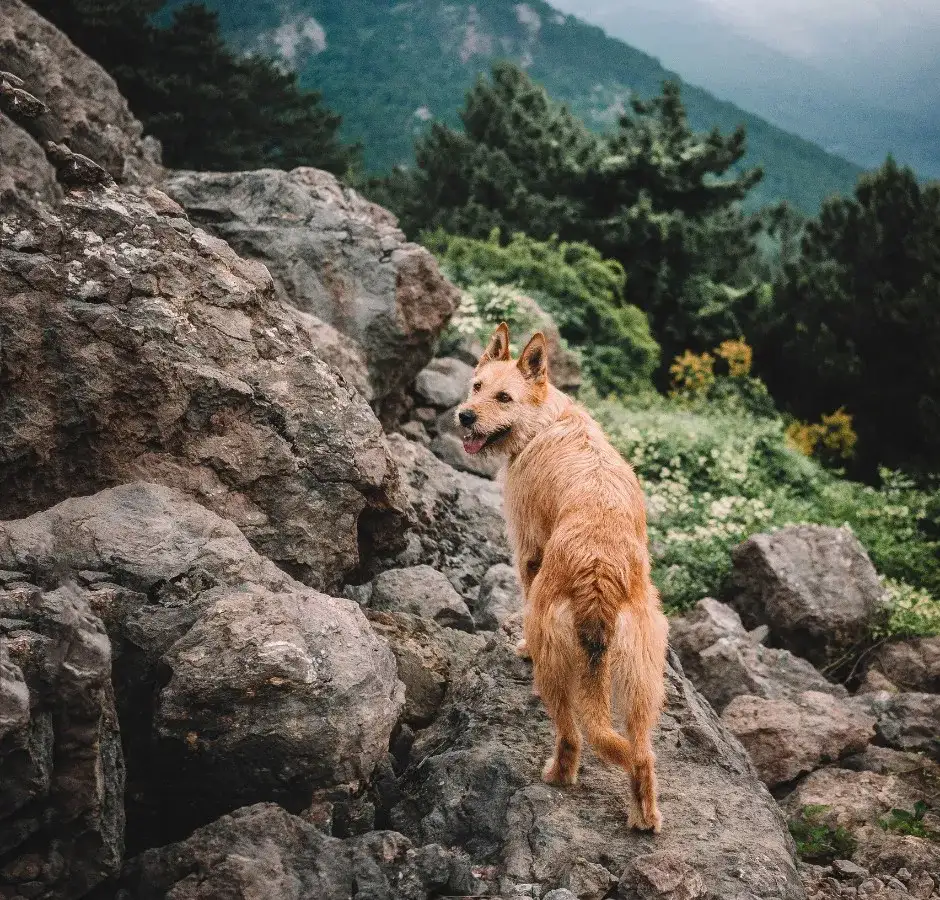 Gdzie z psem w góry? Poznaj zasady i miejsca przyjazne czworonogom