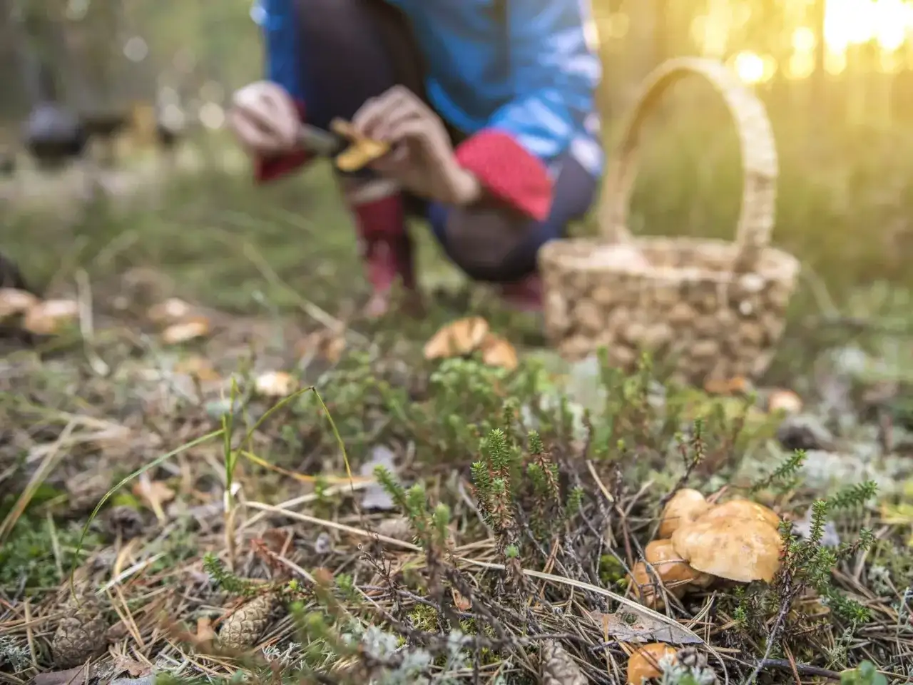 Biały grzyb: Zdjęcia, poradnik zbierania, identyfikacja