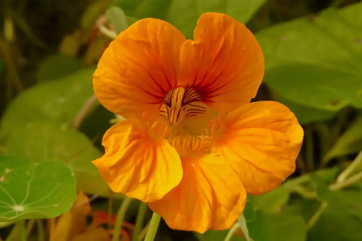 Kiedy siać nasturcje do gruntu, aby uniknąć mrozu i cieszyć się kwitnieniem