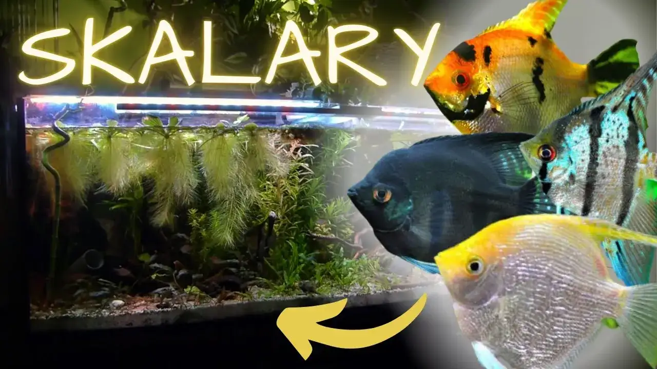 Jakie akwarium dla skalarów? Odpowiednie warunki dla zdrowia ryb