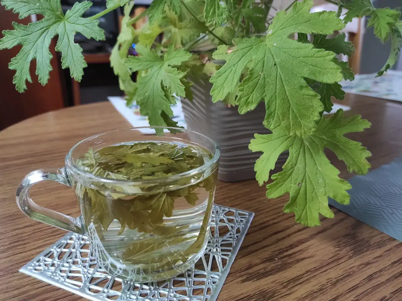 Geranium/Anginka: Napar bezpieczny? Przepis, korzyści, przeciwwskazania