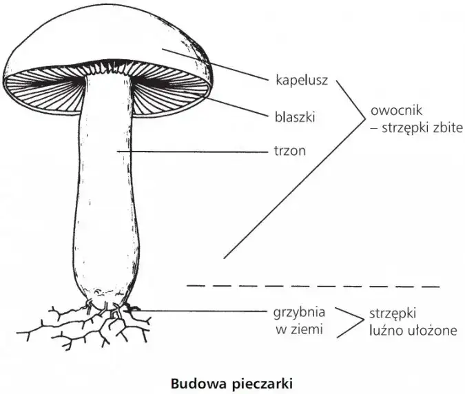 Poznaj fascynujące części grzyba wytwarzające zarodniki: budowa i funkcje